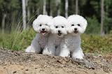 BICHON FRISE 307